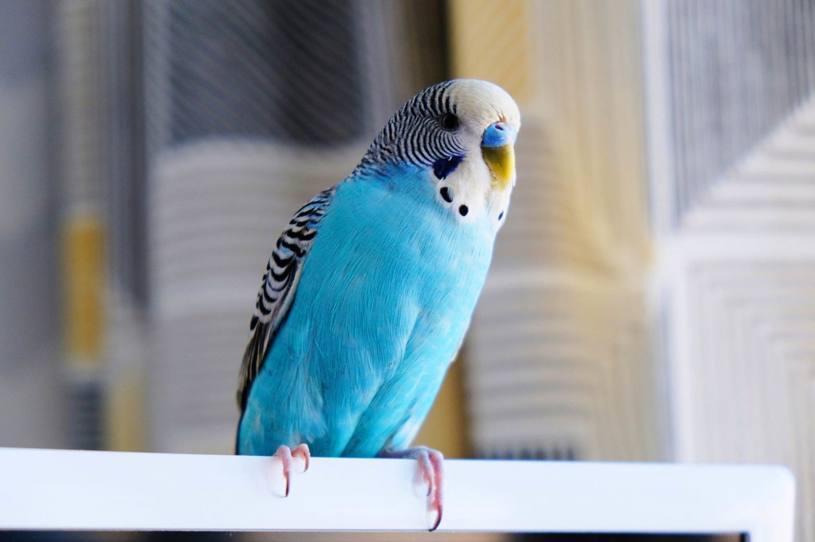 Blue parakeet sitting on a windowsill