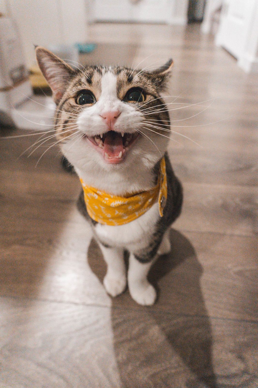 Happy cat smiling and wearing a yellow scarf