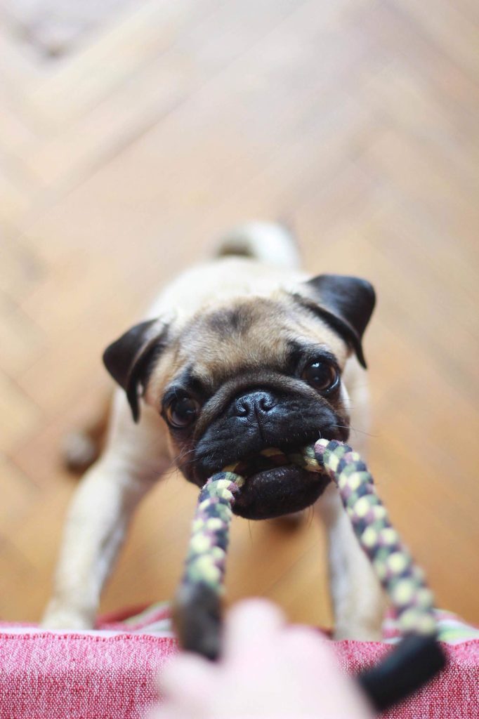 Pug dog tugging on rope