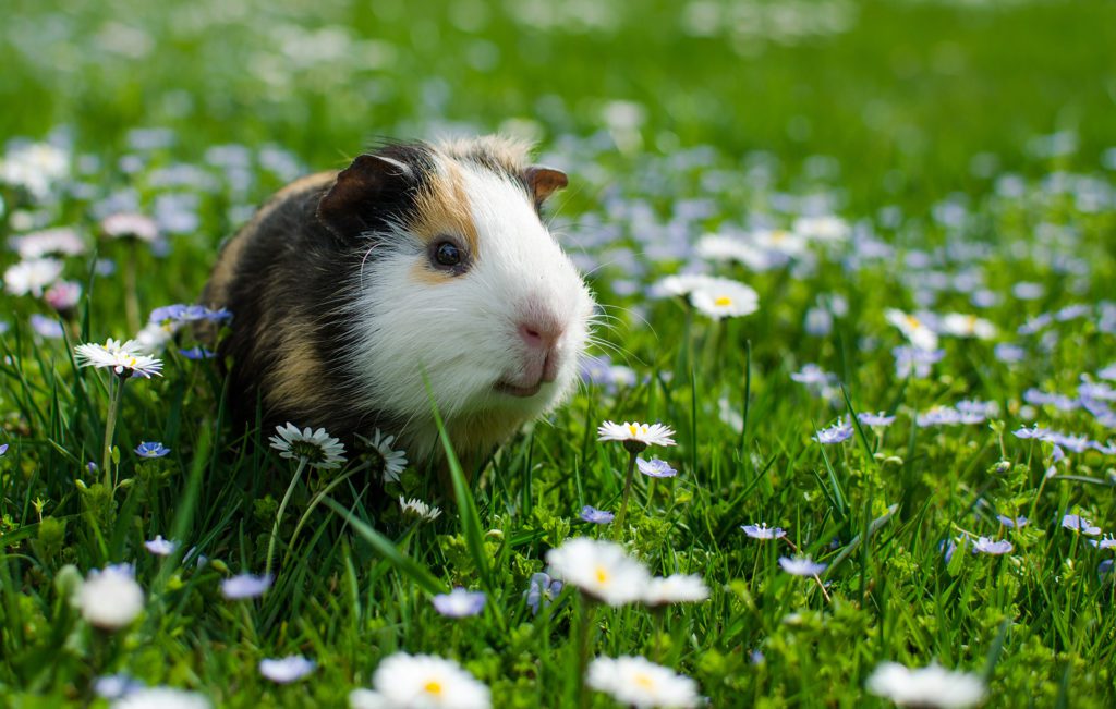 Guinea pig walks in the fresh air and eating green grass