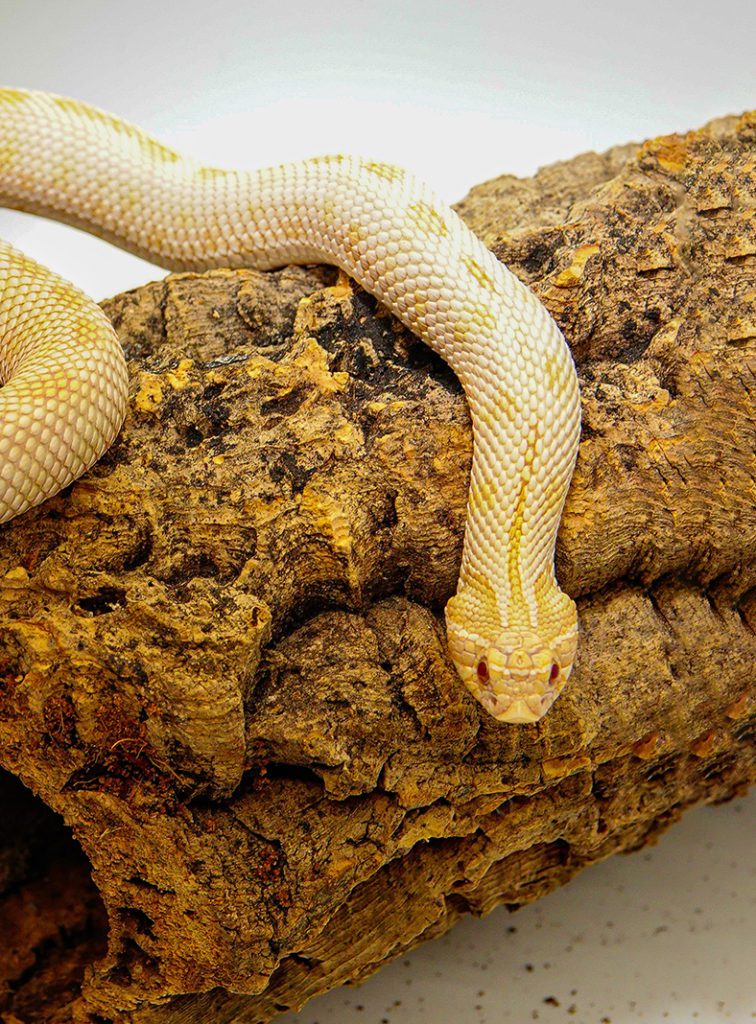 Yellow snake resting on a tree log