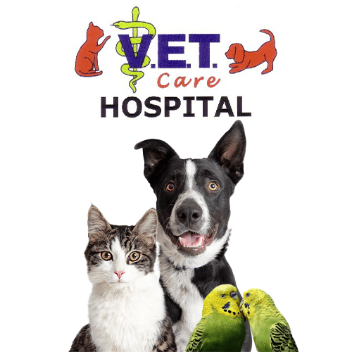 Vet Clinic in Burleson & Crowley, TX | Animal Clinic