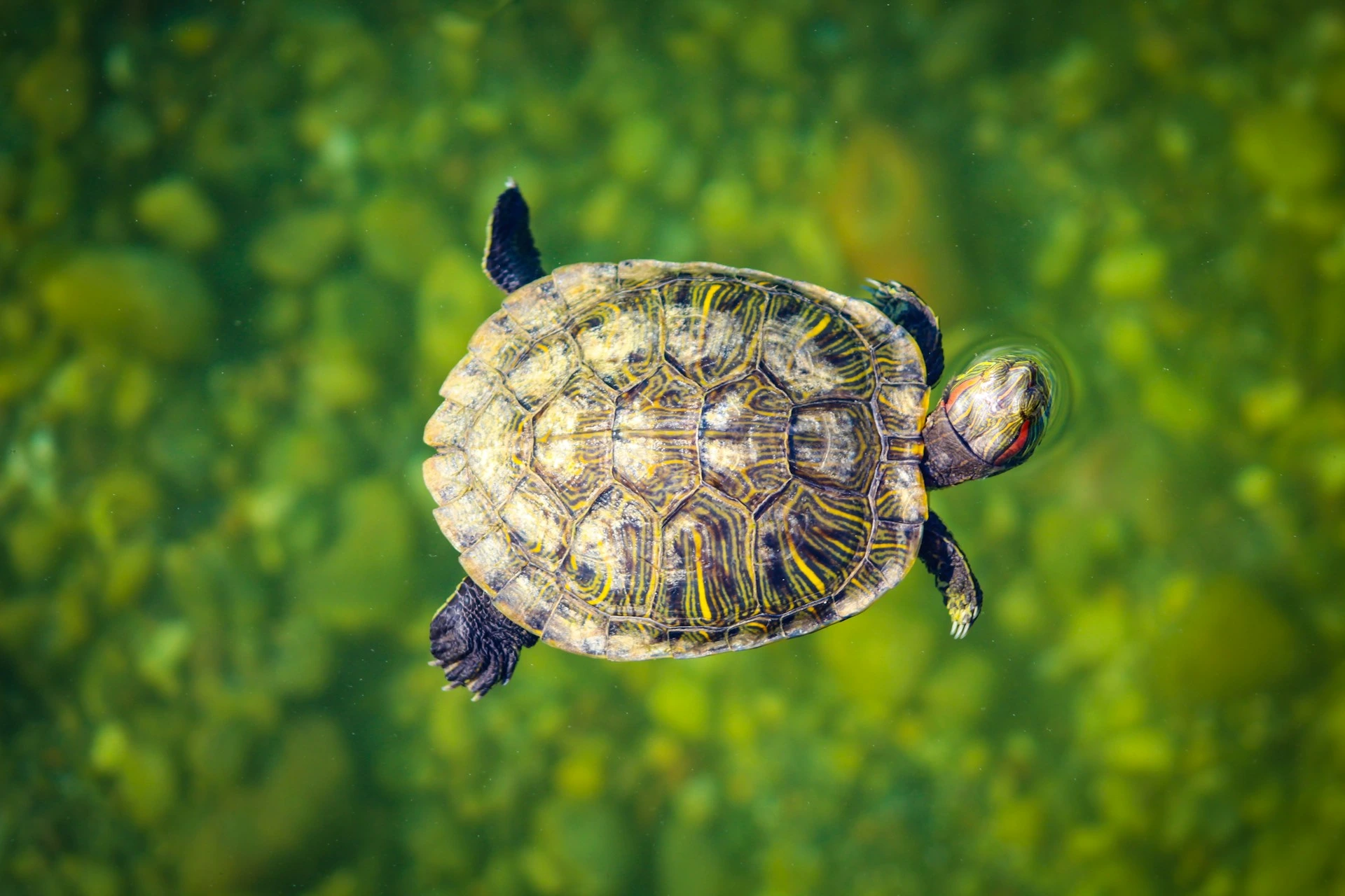 An overhead view of a red-eared slider turtle swimming.