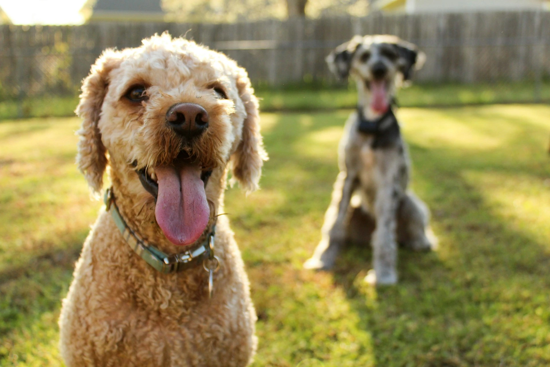A light-brown dog with its tongue out in a sunny yard, with another dog sitting in the background.
