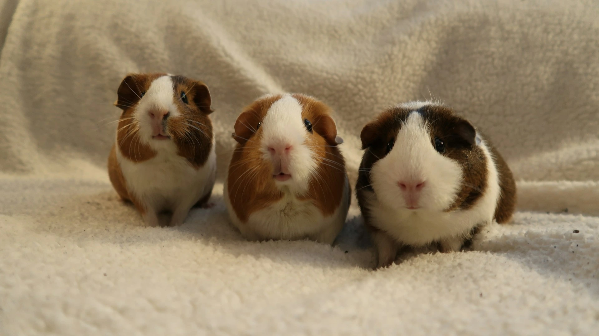 Three tricolor guinea pigs sit side-by-side on a white fleecy blanket.