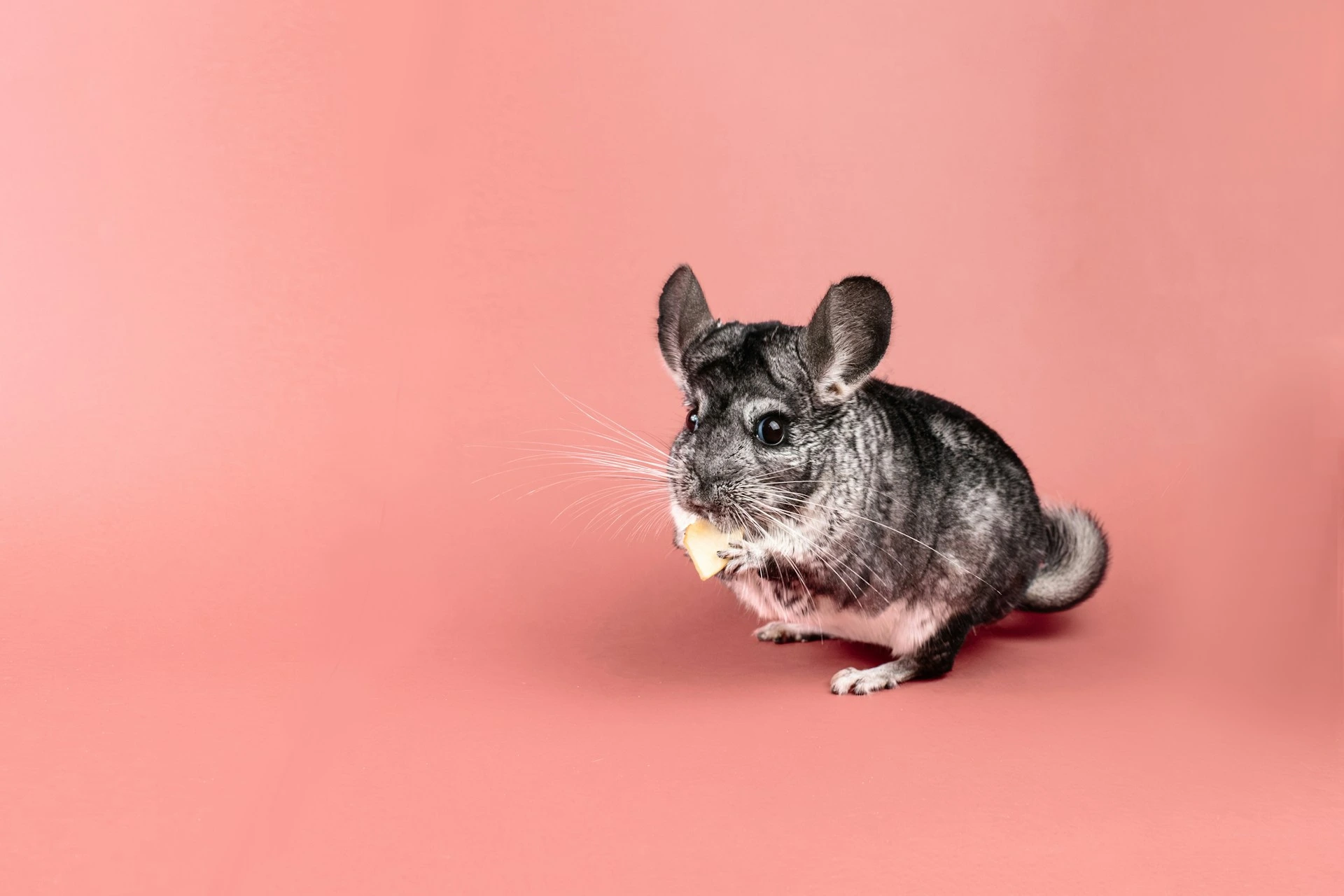 A chinchilla holding a piece of food against a pink background.