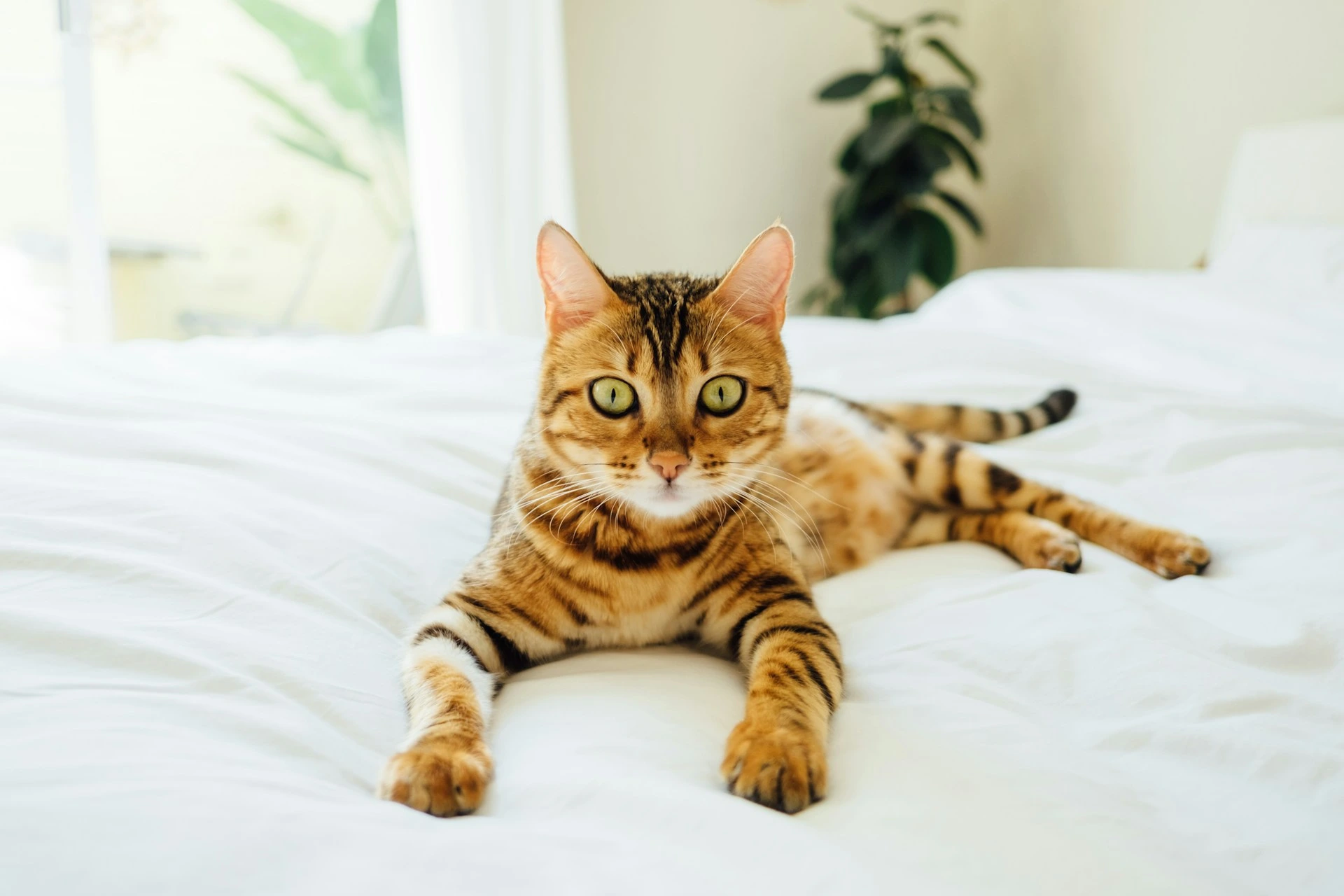 A Bengal cat lying down on a white bed, looking directly into the camera in a sunlit room.