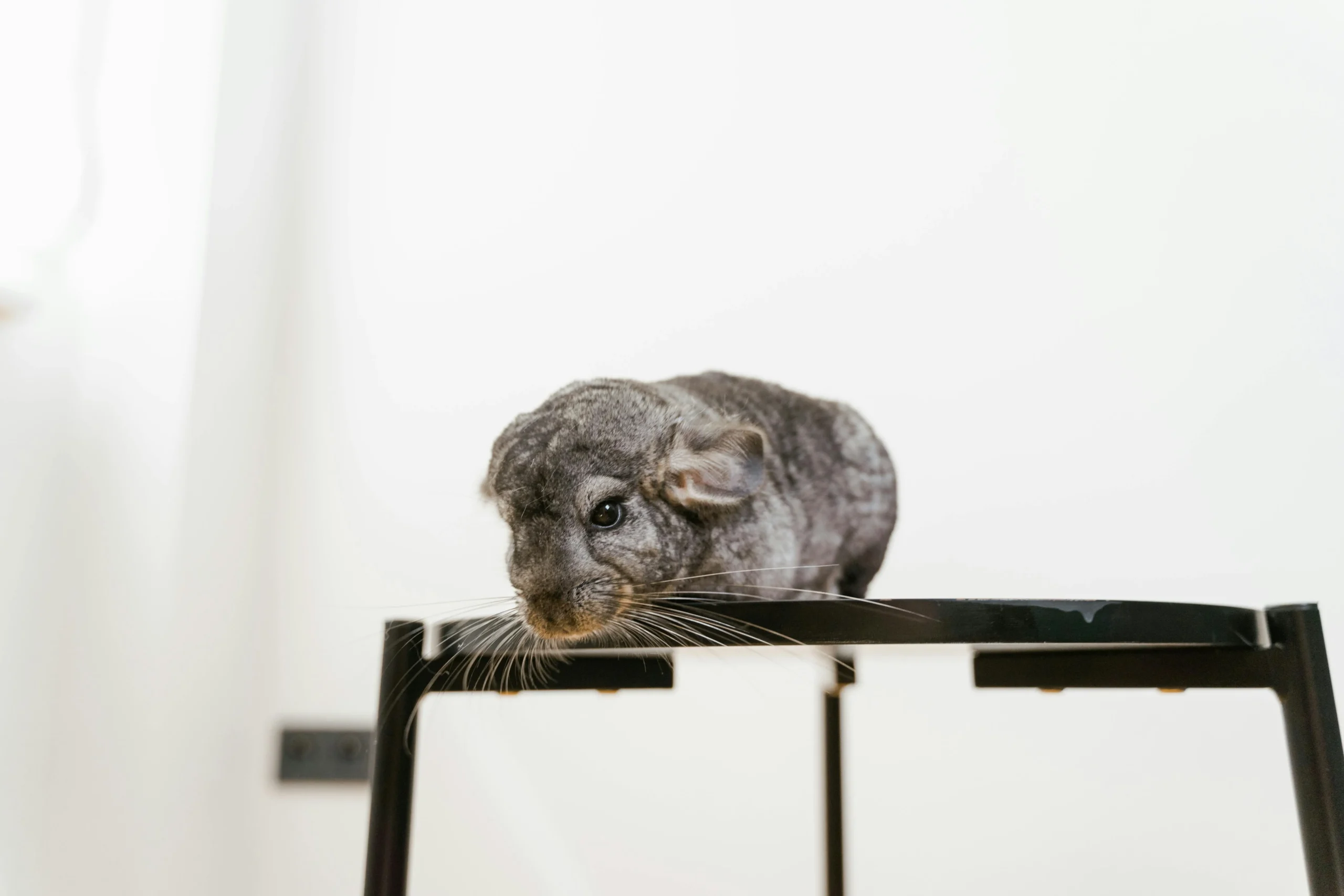 A grey chinchilla sits on a black stool against a plain white background.