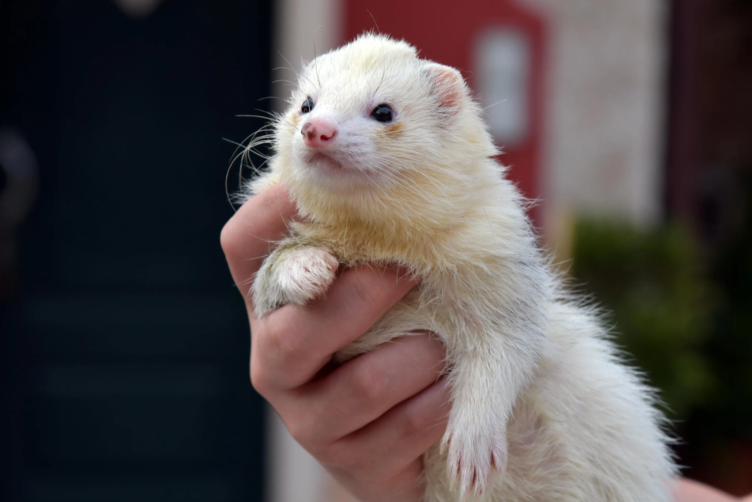 A person holds a white and cream-colored ferret.
