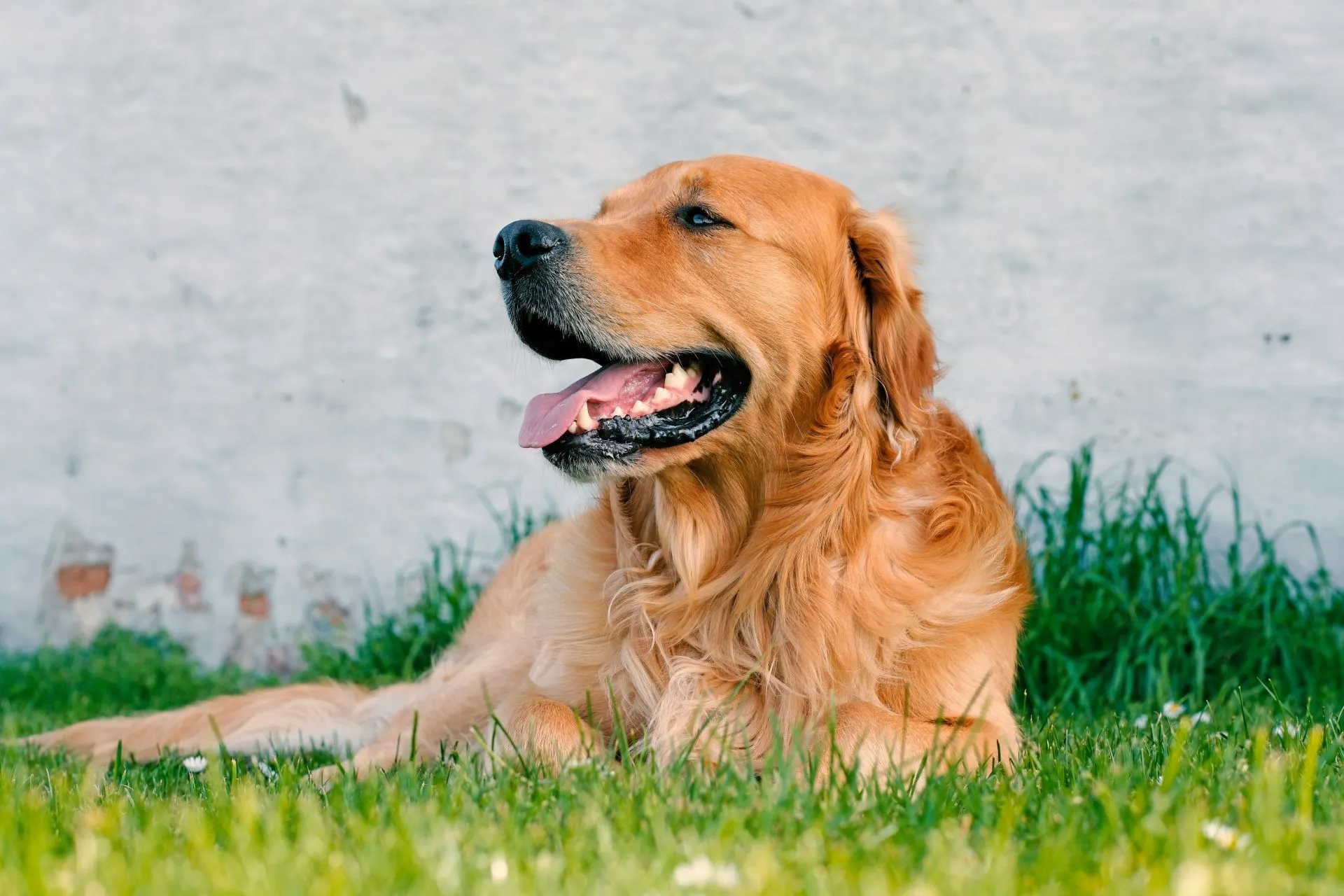 A golden retriever lies on the grass against a light-colored wall, looking off to the side with its mouth open.