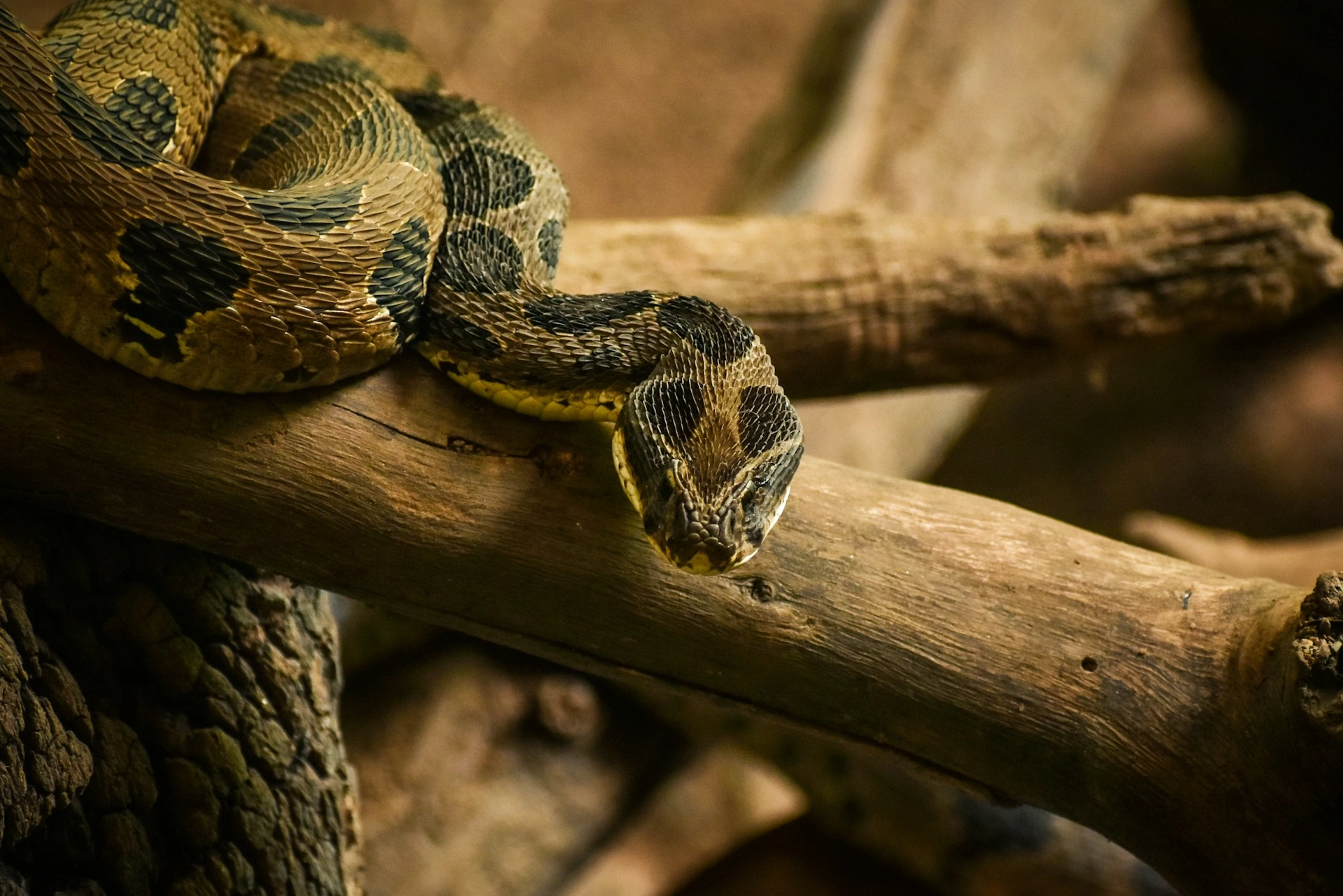 A patterned snake coiled on a tree branch.