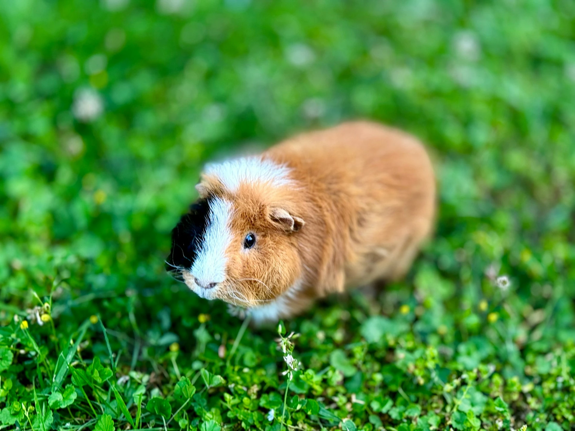 A tricolor guinea pig stands in a lush green field of grass and clover.