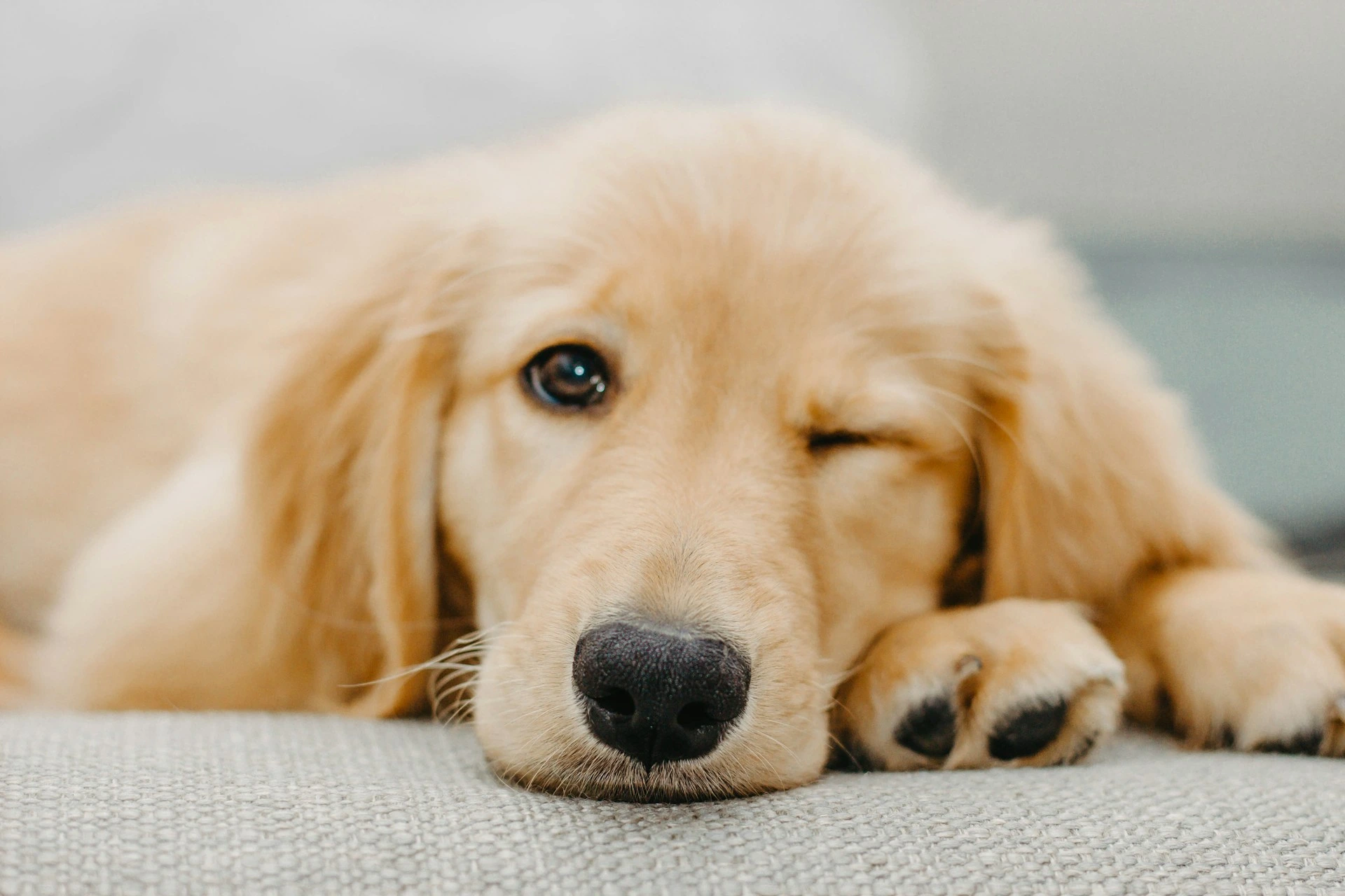 A close-up of a golden retriever puppy lying on a grey sofa.