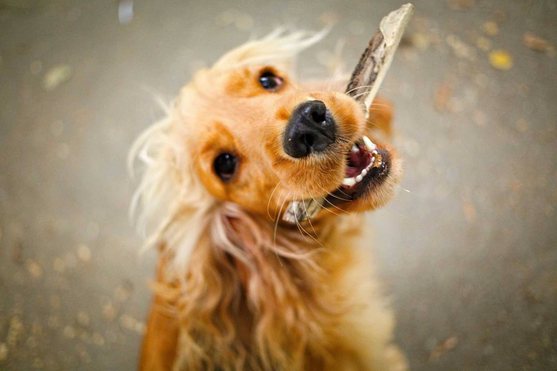 A golden Cocker Spaniel puppy holding a wooden stick in its mouth.
