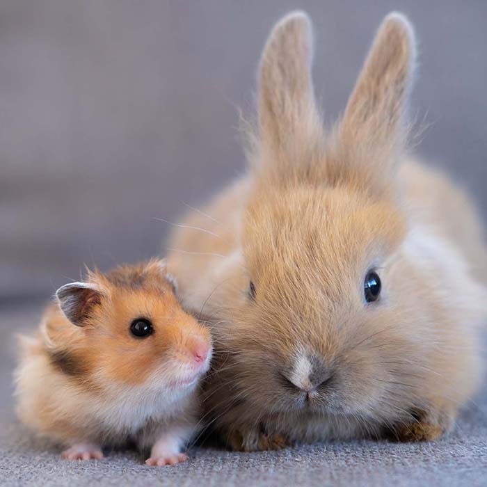 Exotic Pet Care