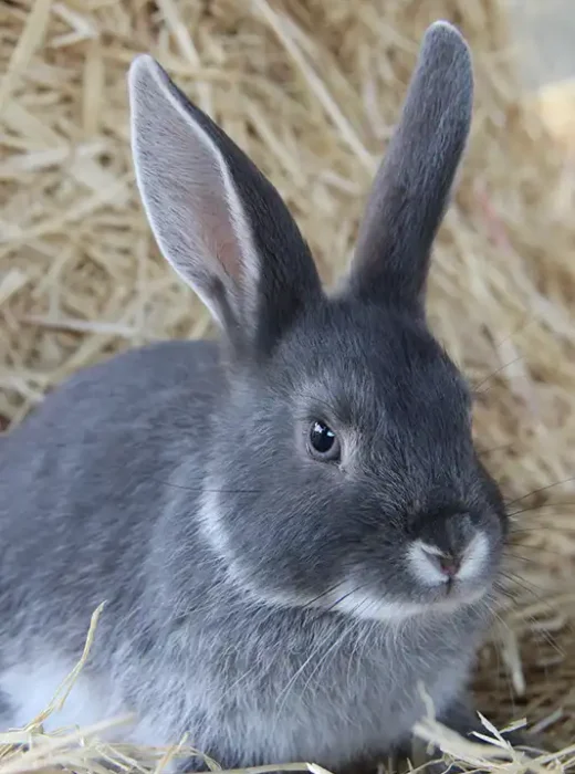 rabbit-3098259