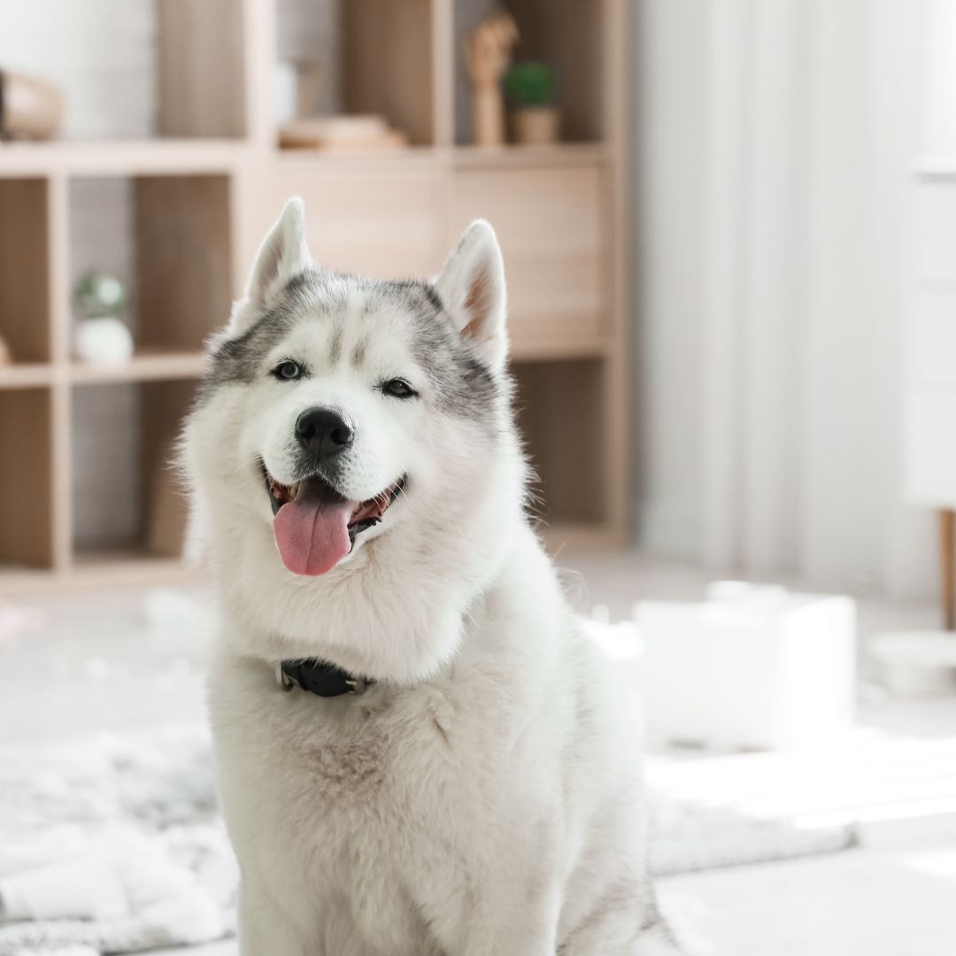A fluffy light-gray and white husky sits on a bright living-room floor, tongue A fluffy light-gray and white husky sits on a bright living-room floor, tongue