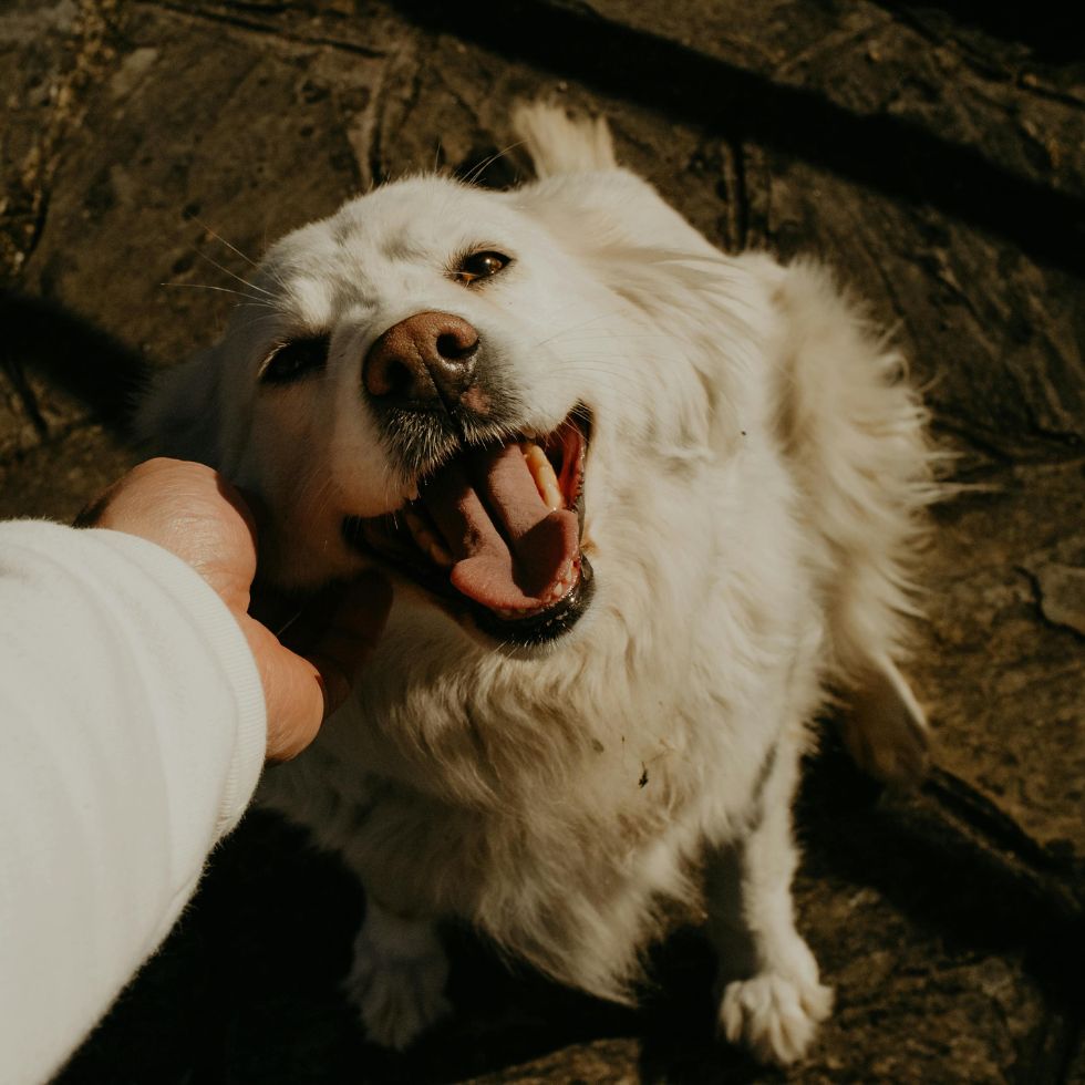 A white dog lying on a dark surface with its mouth open, tongue out, while a A white dog lying on a dark surface with its mouth open, tongue out, while a