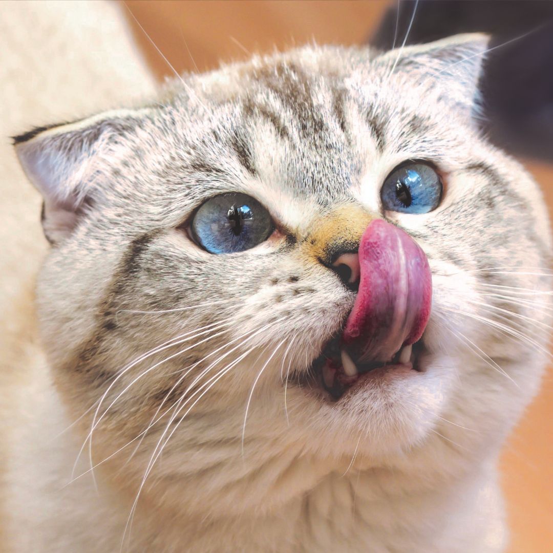 Close-up of a gray tabby cat with bright blue eyes licking its nose, pink Close-up of a gray tabby cat with bright blue eyes licking its nose, pink